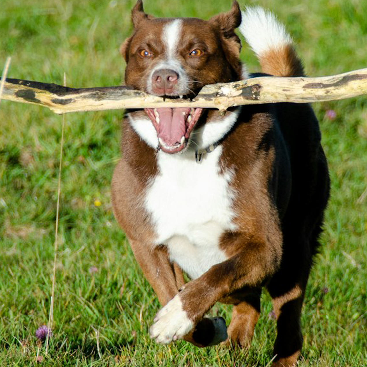 Do Anything Decider mascot dog